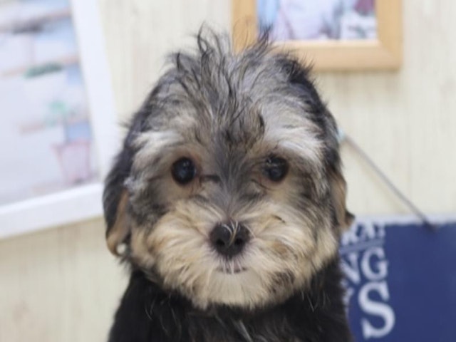 静岡県のハーフ犬・ミックス犬 (ペッツワン浜松雄踏店/2024年7月9日生まれ/男の子/スチールブルータン)の子犬